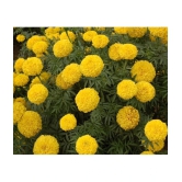 homeagro - Marigold Flower ( 50 Seeds )