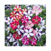 Petunia Ultra Star Variety (Avg 30-50 Seeds) with cocopeat and growing soil