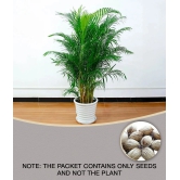 ARECA PALM ORNAMENTAL AIR PURIFYING INDOOR OUTDOOR TREE 5 SEEDS PACK WITH FREE COCOPEAT POTTING SOIL AND USER MANUAL FOR TERRACE AND HOME GARDENING CHEAP RATE ON SNAPDEAL