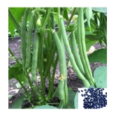 HN organic seed Beans Vegetable ( 50 Seeds )