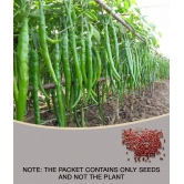 HOT CHILLI PEPPER DESIRE SEED (PACK OF 50 SEED X 1 PER PKTS)