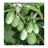 BRINJAL GREEN GOL Seed, F1 Hybrid (50 seeds)