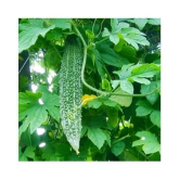 Bitter Gourd(Karela) Jhalri Long - Desi Vegetable Seeds 15