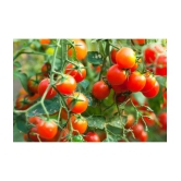 homeagro - Tomato Vegetable ( 100 Seeds )