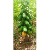 Papaya, Papita Honey Dew Fruit | Pack of 50 Seeds