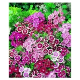 SHOP 360 GARDEN Sweet William Dwarf Mixed Flower Seeds - Pack of 100 Seeds