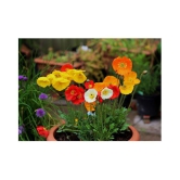 Flanders Poppy Hybrid Seeds Gardening Seeds Garden [Home Garden Seeds Eco Pack] Plant Seeds