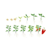 Green Hot Chilli Seed 100 Seed Pack + Instruction Manual + free seeds