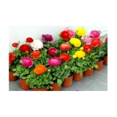 Ranunculus asiaticus Flower Seeds - 40 seeds