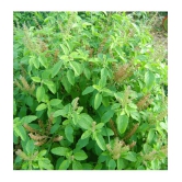 Tulsi plant seeds - Ram tulsi seeds- krishna Tulsi seeds - Ocimum sanctum seeds - Holy Basil seeds, Tusli, Tulasi, Madura-tala – Tulshi seeds – 50 seeds