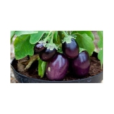 LIVE GREEN Brinjal Seeds