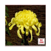 CHRYSANTHEMUM FLOWER PHOOL 40 SEEDS PACK  WITH FREE COCOPEAT COMBO PACK WIHT USER MANAUL FOR HOME GARDENING USE