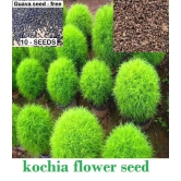 homeagro - Kochia Flower ( 50 Seeds )