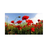 Flanders Poppy Hybrid Seeds Gardening Seeds Garden [Home Garden Seeds Eco Pack] Plant Seeds