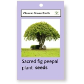 CLASSIC GREEN EARTH - Peepal Plant ( 10 Seeds )