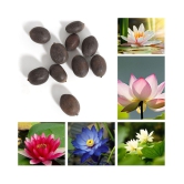 Lotus Seeds Adorable Flower 10 Seeds Fragrant Blooms Hydroponic Water Flower