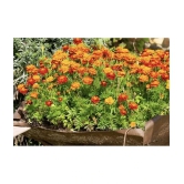 homeagro - Marigold Flower ( 50 Seeds )