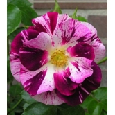 Climbing Rose Flower Plants(Purple And White)