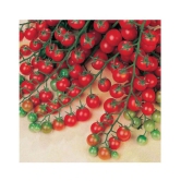 Cherry Tomato High Germination Seeds - Pack of 50 Hybrid Seeds