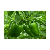 CLASSIC GREEN EARTH - Capsicum Vegetable ( 15 Seeds )