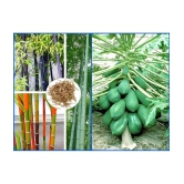 homeagro - Combo of Bamboo Plant ( 20 Seeds ) and Papaya F1 Hybrid Fruit ( 50 seed )