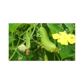 Bottle Gourd F1 Hybrid - 20 seed +soil free - Organic Seeds - For Home And Kitchen Garden | (Pack 20 Seeds) + Instruction Manual