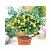 Suitable Fruit Seeds-lemon seeds 10 seeds