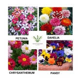 petunia + dahelia +chrysanthemum + pany 100 + seeds with cocopeat