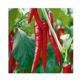 red hot chilli (50 per packet)