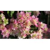 Bougainvillea Flowers Plant For Home Garden