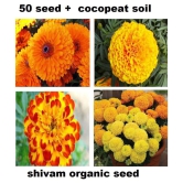 Marigold Flower Seeds For All Season India - (pack of  30 seeeds ) Garden Flower Seeds