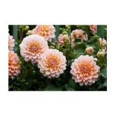 HN organic seed - Dahlia Mixed Flower ( 25 Seeds )