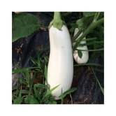 White Long Brinjal (Bengan) Eggplant Hybrid - 50 Seeds