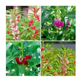 mix color balsam flower 50 seeds pack with free Free cocopeat and user manual for your garden