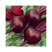 Beetroot Microgreens Organic Vegetable Seeds ( 50 Seeds per packet)