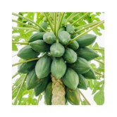 shivam organic seeds PAPAYA SEED - Honey Dew Papaya - organic seeds - (50 per packet)