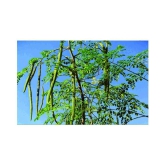 Moringa Seeds Variety Hybrid Drumstick 20 Seeds (Saijan ki Phalli,Saragavo)