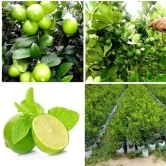 All Time Kagaji Lemon Plant