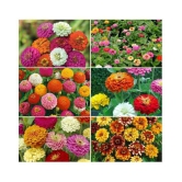 Zinnia Double Mix Flower Seeds (Multicolour, Pack of 25 )