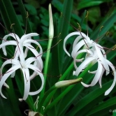 Crinum Amoenum (Bulbs)-3