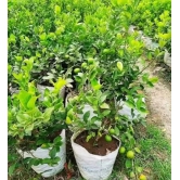 All Time Kagaji Lemon Plant