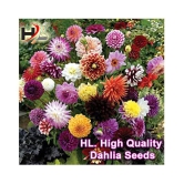 HL. Dahlia Hybrids Mixed Color - Dahlia Flower Seeds