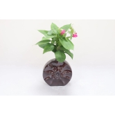 Khurja Pottery Flower Vase Ring Matki Shape Brown Colour 9 Inches