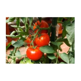 homeagro - Tomato Vegetable ( 100 Seeds )