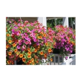 PETUNIA MIX COLOR FLOWER SEED ( PACK OF 50 SEED)