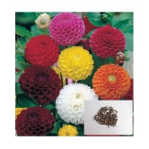 MIX DAHLIA FLOWER 100 SEEDS PACK WITH COCOPEAT AND MANAUL FOR GARDENING USE