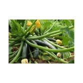 High Yielding F1 Hybrid Green Long Squash ( Zucchini ) Seeds 10