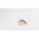 Brown and White Spotted Seashell