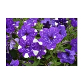 homeagro - Petunia Mixed Flower ( 50 Seeds )