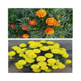 Rare African AND GIANT YELLOW Marigold MIX 100 Seeds PACK WITH COCOPEAT AND MANUAL